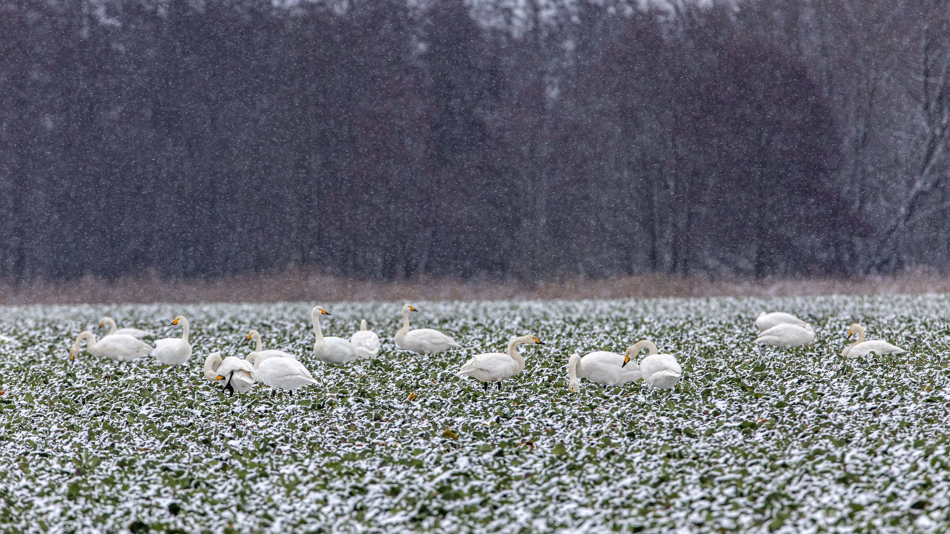 Singschwäne auf Äsungsflächen