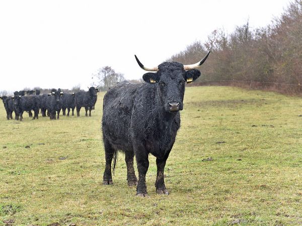 Welsh Black Rinder auf der Ökologischen Station Hildesheim