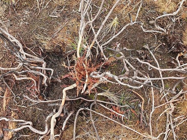 1. Austrieb einer Heidepflanze in Sielmanns Naturlandschaft Kyritz-Ruppiner Heide nach dem Brennen